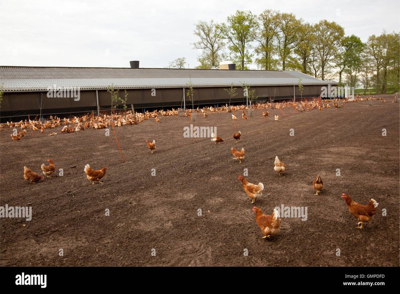 Speel Chicken Road Slot Online voor Geld of Demonstratie in Nederland - overview